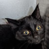 Photo of Slinky Malinki