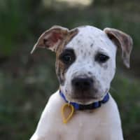 Photo of Kash