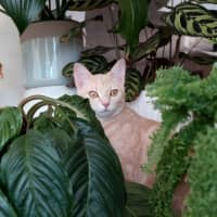 Photo of Marmalade