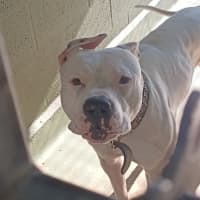 Photo of Buddy