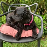 Photo of Ziva