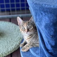 Photo of Maple / Harriett