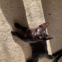 Photo of Sprout   9 Week Old Dsh