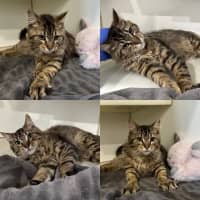 Photo of Panini