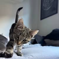 Photo of Bran Meet Me@Petstock Keysborough 