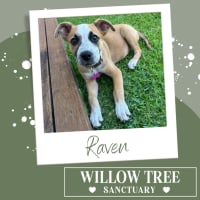 Photo of Raven 