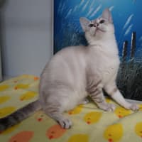 Photo of Giselle