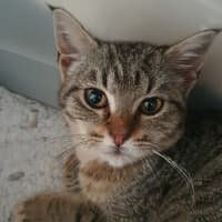 Photo of Mei Mei
