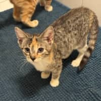 Photo of Hera   Ringworm Special $49