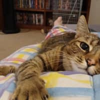 Photo of Scoot