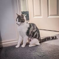 Photo of Saffron