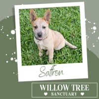 Photo of Saffron