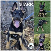 Photo of Starr 