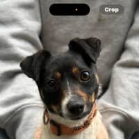 Photo of Little Bean 