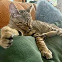 Photo of Atlas ** 2nd Chance Cat Rescue**