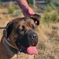 Photo of Ace