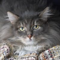 Photo of Teddy