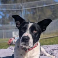 Photo of Dozer