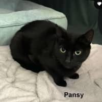 Photo of Pansy
