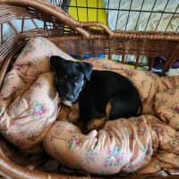 Photo of Poppie