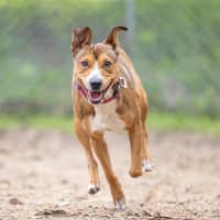 Photo of Honey