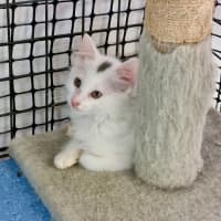 Photo of Captain Fantastic