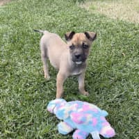 Photo of Hazel