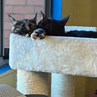 Photo of Bobby & Daisy 