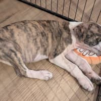 Photo of Rip