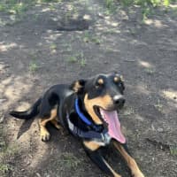 Photo of Cobbo *$350 Adoption Fee*