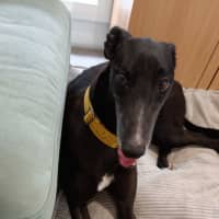 Photo of Eve, The Greyhound