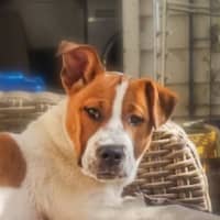 Photo of Chunky
