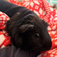 Photo of Harry And Hairy