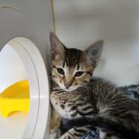 Photo of Kitten Crew