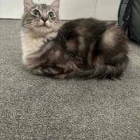 Photo of Bluey Meet Me@Petstock Carrum Downs Store 