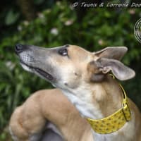 Photo of Sylvie Racing Name Silver Starline