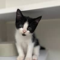 Photo of Oslo Junior (9953)