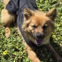 Photo of Ace
