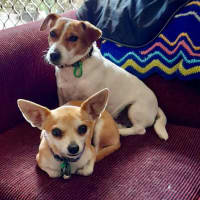 Photo of Chicko And Buddy