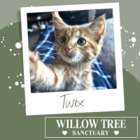 Photo of Twix