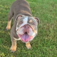 Photo of Pebbles