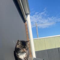 Photo of Boots (And Missy)