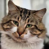 Photo of Thor