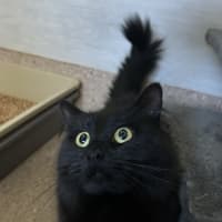 Photo of Nova