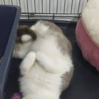 Photo of Mochi