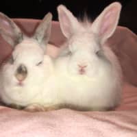 Photo of Blizzard & Odette 