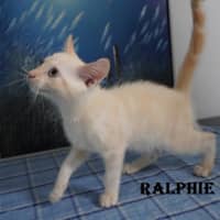 Photo of Ralphie