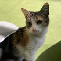 Photo of Cookie