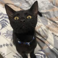 Photo of Shadow 