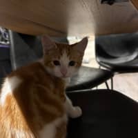 Photo of Rusty